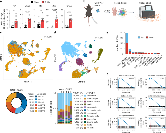 Chikungunya virus persists in joint-associated macrophages and promotes chronic disease in mice