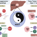 Commentary: Yin and Yang of MAITs in HCC: balancing type 1 vs. type 17 signaling