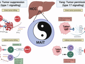Commentary: Yin and Yang of MAITs in HCC: balancing type 1 vs. type 17 signaling