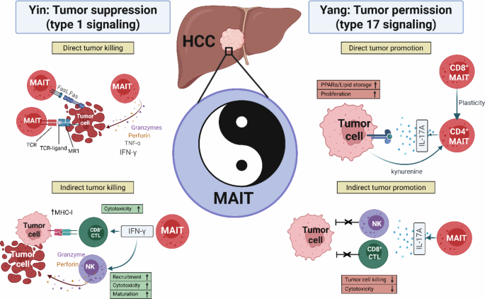 Commentary: Yin and Yang of MAITs in HCC: balancing type 1 vs. type 17 signaling