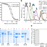 Complete inhibition of β-tryptase by tetramer dissociation and active site allostery due to a single antibody residue