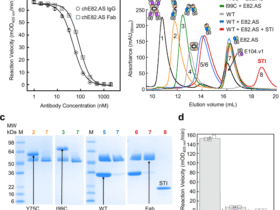 Complete inhibition of β-tryptase by tetramer dissociation and active site allostery due to a single antibody residue