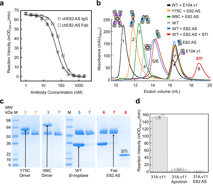 Complete inhibition of β-tryptase by tetramer dissociation and active site allostery due to a single antibody residue
