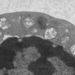 Copper supports regulatory T cell energetic state to sustain peripheral immune tolerance | Science Immunology