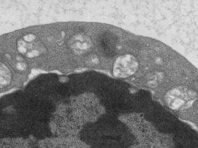 Copper supports regulatory T cell energetic state to sustain peripheral immune tolerance | Science Immunology