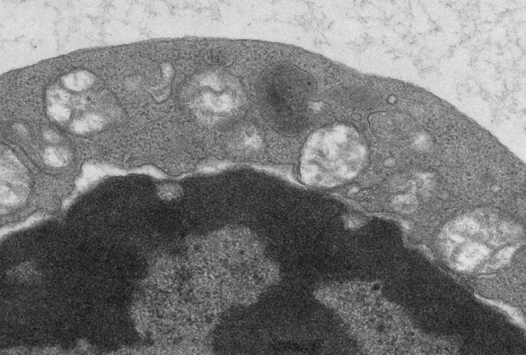 Copper supports regulatory T cell energetic state to sustain peripheral immune tolerance | Science Immunology