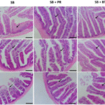 Countering the negative effects of dietary soybean (SB) meal in Nile tilapia with organic acid salts
