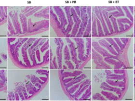 Countering the negative effects of dietary soybean (SB) meal in Nile tilapia with organic acid salts