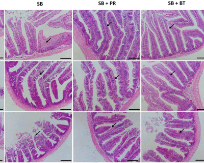 Countering the negative effects of dietary soybean (SB) meal in Nile tilapia with organic acid salts