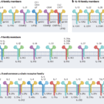 Cytokine multimerization: when more is more and sometimes less