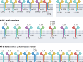 Cytokine multimerization: when more is more and sometimes less