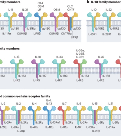 Cytokine multimerization: when more is more and sometimes less
