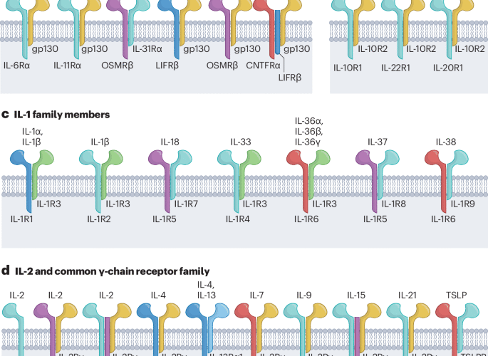 Cytokine multimerization: when more is more and sometimes less