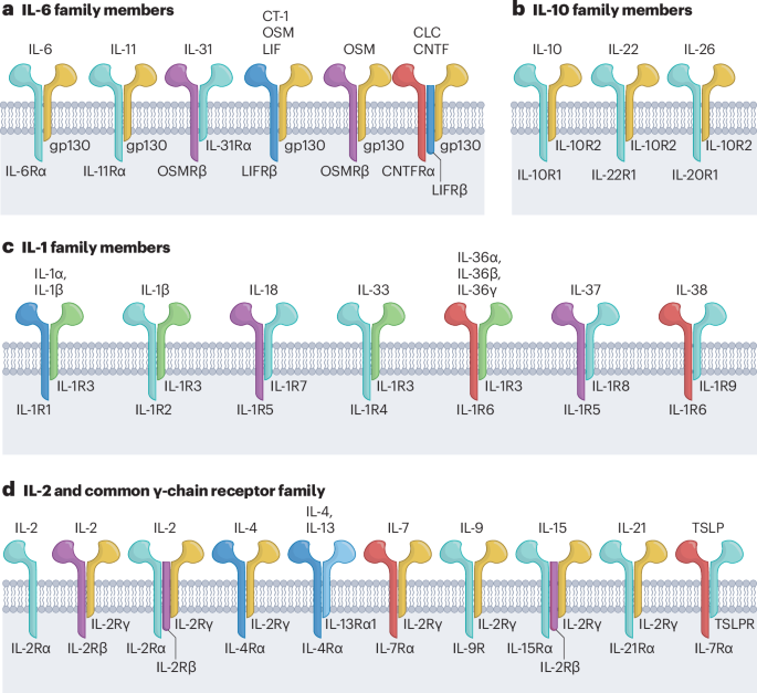 Cytokine multimerization: when more is more and sometimes less