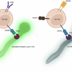 DNAM-1 mediates NK-cell activation and host-pathogen interaction via direct binding to fungal cell wall proteases