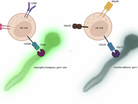 DNAM-1 mediates NK-cell activation and host-pathogen interaction via direct binding to fungal cell wall proteases