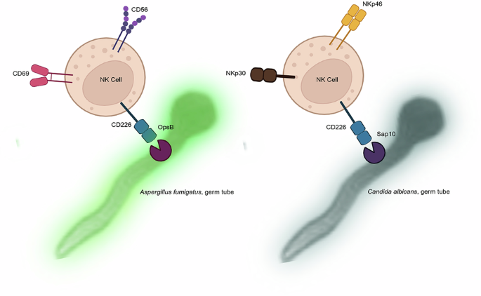 DNAM-1 mediates NK-cell activation and host-pathogen interaction via direct binding to fungal cell wall proteases