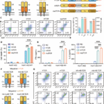 De novo engineered disulfide bond supersedes native interchain linkage to enhance TCR pairing and anti-tumor efficacy in T cell therapy