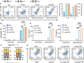 De novo engineered disulfide bond supersedes native interchain linkage to enhance TCR pairing and anti-tumor efficacy in T cell therapy