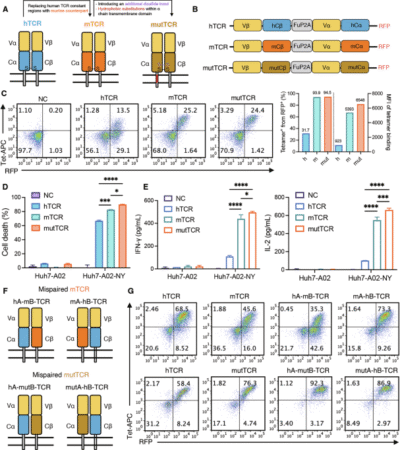 De novo engineered disulfide bond supersedes native interchain linkage to enhance TCR pairing and anti-tumor efficacy in T cell therapy