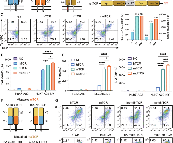 De novo engineered disulfide bond supersedes native interchain linkage to enhance TCR pairing and anti-tumor efficacy in T cell therapy