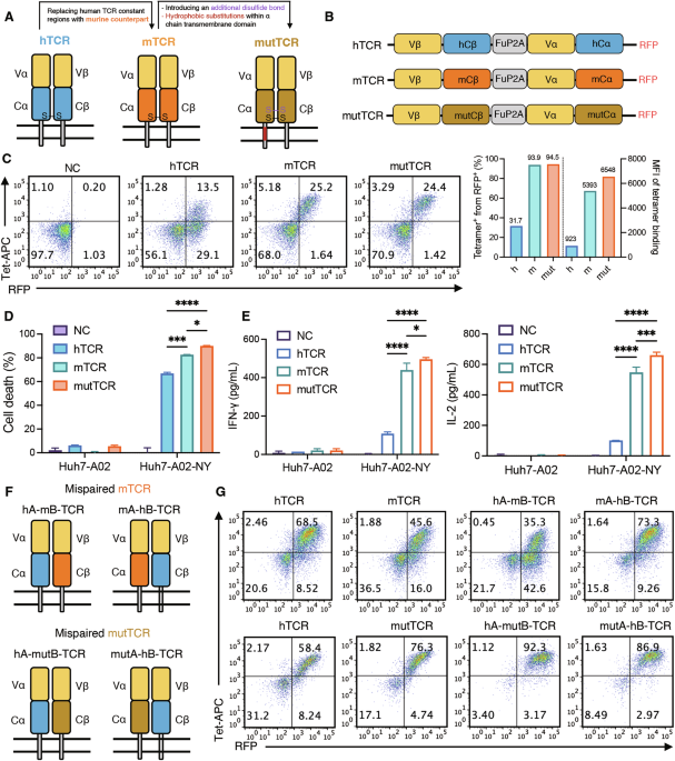De novo engineered disulfide bond supersedes native interchain linkage to enhance TCR pairing and anti-tumor efficacy in T cell therapy