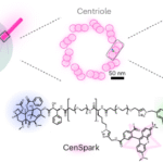 Development of the fluorescent probe CenSpark for labeling centrioles and cilia