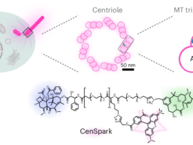 Development of the fluorescent probe CenSpark for labeling centrioles and cilia