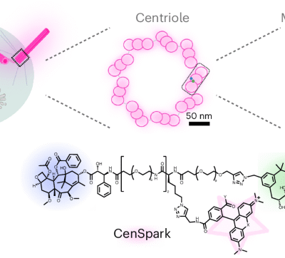 Development of the fluorescent probe CenSpark for labeling centrioles and cilia