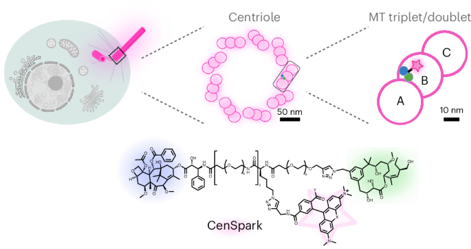 Development of the fluorescent probe CenSpark for labeling centrioles and cilia