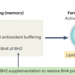 Diet-induced metabolic memory shapes CD8+ T cell ferroptosis susceptibility