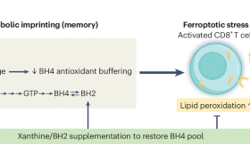 Diet-induced metabolic memory shapes CD8+ T cell ferroptosis susceptibility