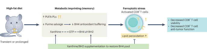 Diet-induced metabolic memory shapes CD8+ T cell ferroptosis susceptibility