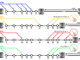 Distinct long-term effects on lung function and airway remodeling in ovalbumin and house dust mite mouse models of experimental asthma