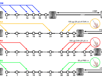 Distinct long-term effects on lung function and airway remodeling in ovalbumin and house dust mite mouse models of experimental asthma