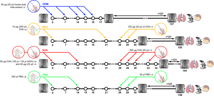Distinct long-term effects on lung function and airway remodeling in ovalbumin and house dust mite mouse models of experimental asthma