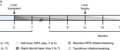 Donor-derived regulatory dendritic cell infusion and early immunosuppressive drug withdrawal in living-donor liver transplantation: a phase I/IIa trial
