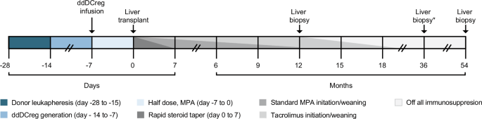 Donor-derived regulatory dendritic cell infusion and early immunosuppressive drug withdrawal in living-donor liver transplantation: a phase I/IIa trial