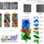 Electric dipole moment drives the dynamics of the TNFR1 complex I signalosome