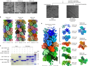 Electric dipole moment drives the dynamics of the TNFR1 complex I signalosome