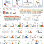 Engineered immunosuppressive dendritic cells protect against cardiac remodelling