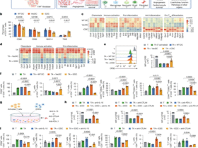 Engineered immunosuppressive dendritic cells protect against cardiac remodelling