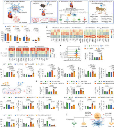 Engineered immunosuppressive dendritic cells protect against cardiac remodelling