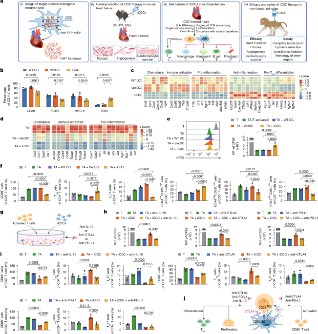Engineered immunosuppressive dendritic cells protect against cardiac remodelling