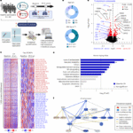 Exoproteome of calorie-restricted humans identifies complement deactivation as an immunometabolic checkpoint reducing inflammaging