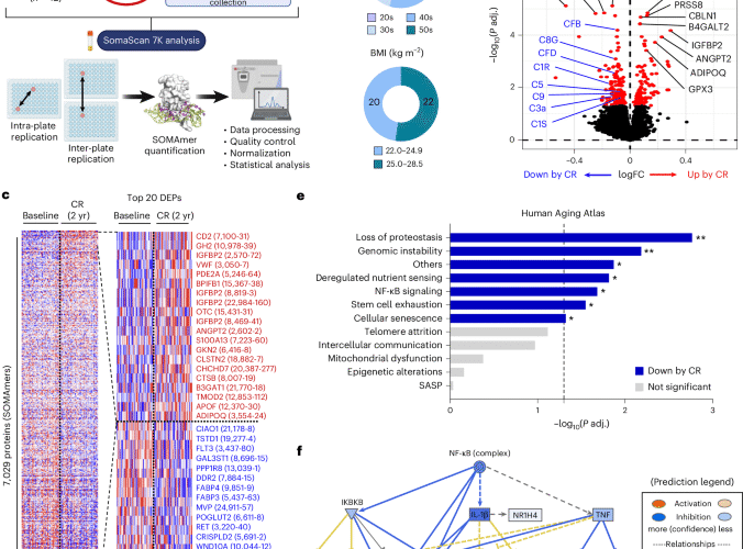 Exoproteome of calorie-restricted humans identifies complement deactivation as an immunometabolic checkpoint reducing inflammaging