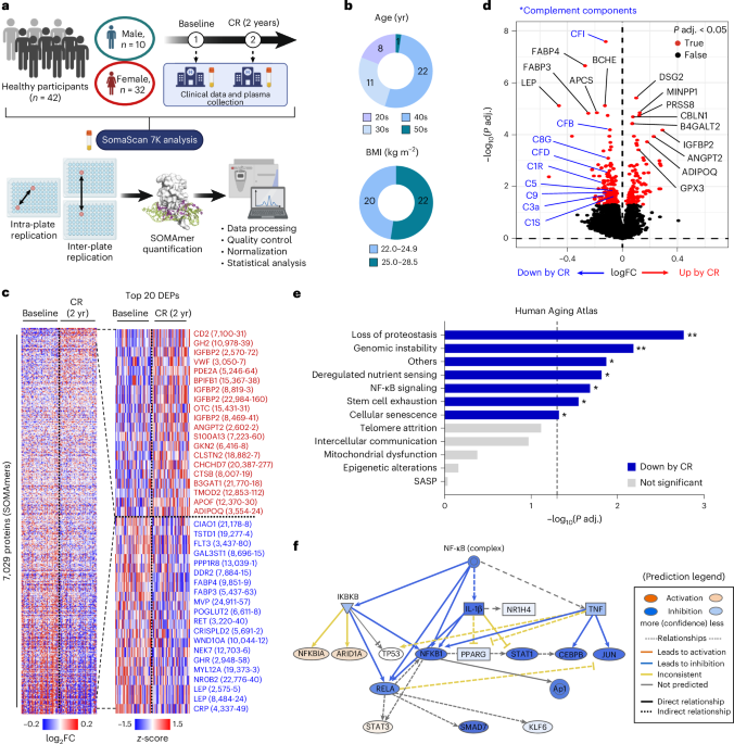 Exoproteome of calorie-restricted humans identifies complement deactivation as an immunometabolic checkpoint reducing inflammaging
