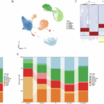 FOLR3+neutrophils contribute to sepsis by exacerbating hyper-inflammation