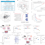 Faecalibacterium prausnitzii enzyme reprograms PD-L1 trafficking and sensitizes colorectal cancer to immunotherapy in mice