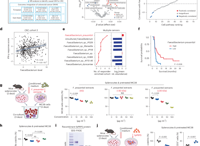 Faecalibacterium prausnitzii enzyme reprograms PD-L1 trafficking and sensitizes colorectal cancer to immunotherapy in mice